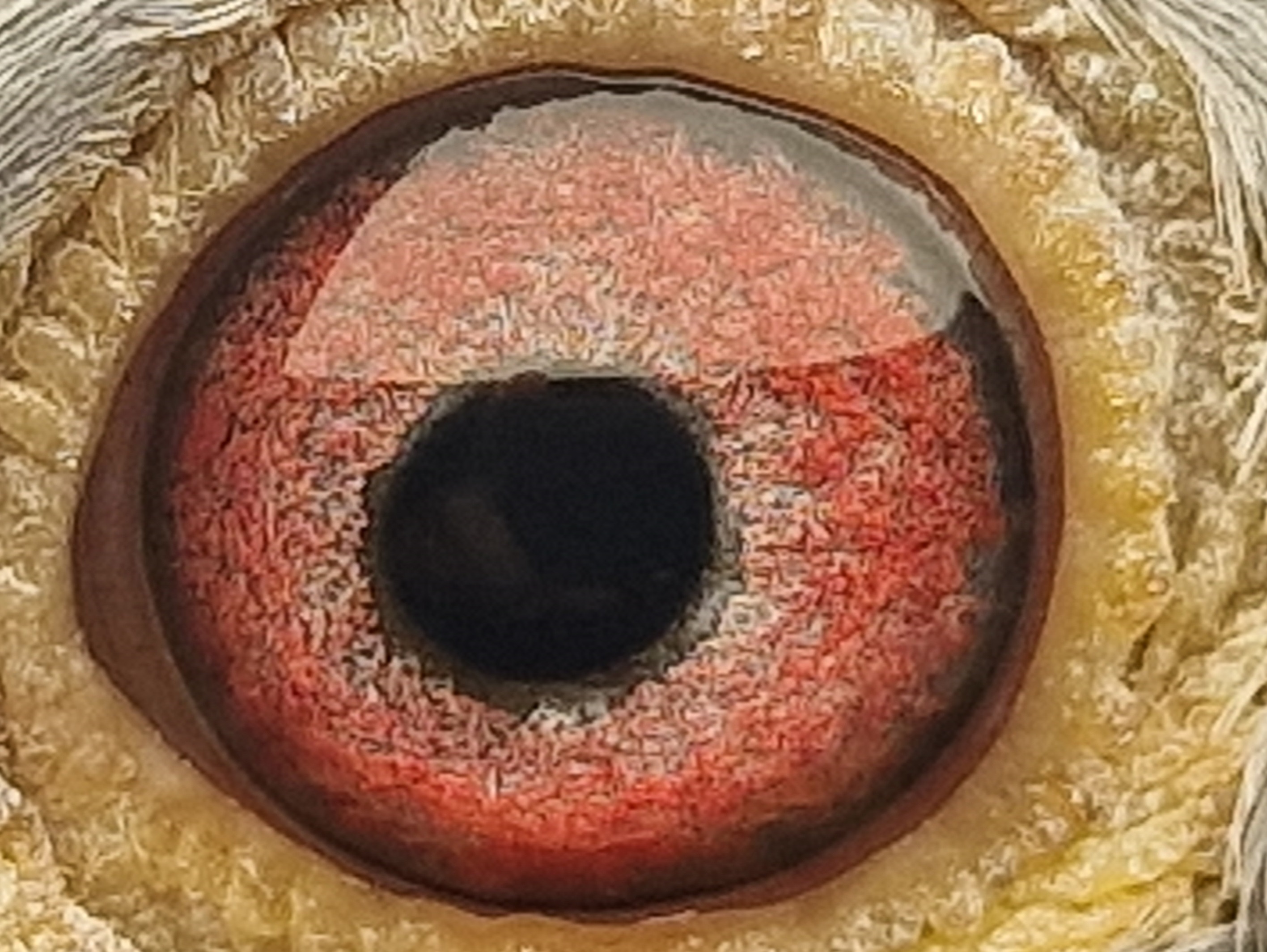 Pigeon eye
